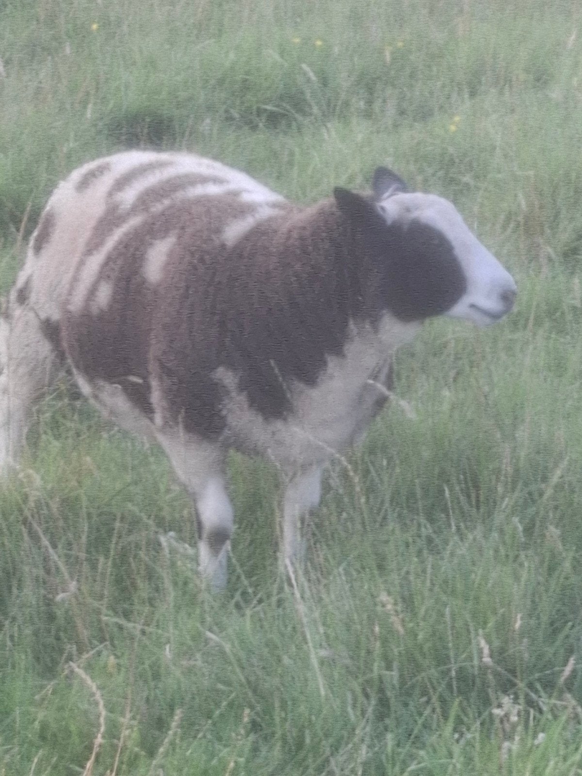 Zware baggerbonte ram, Dieren en Toebehoren