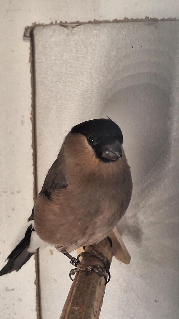 Europese goudvink pop 2025