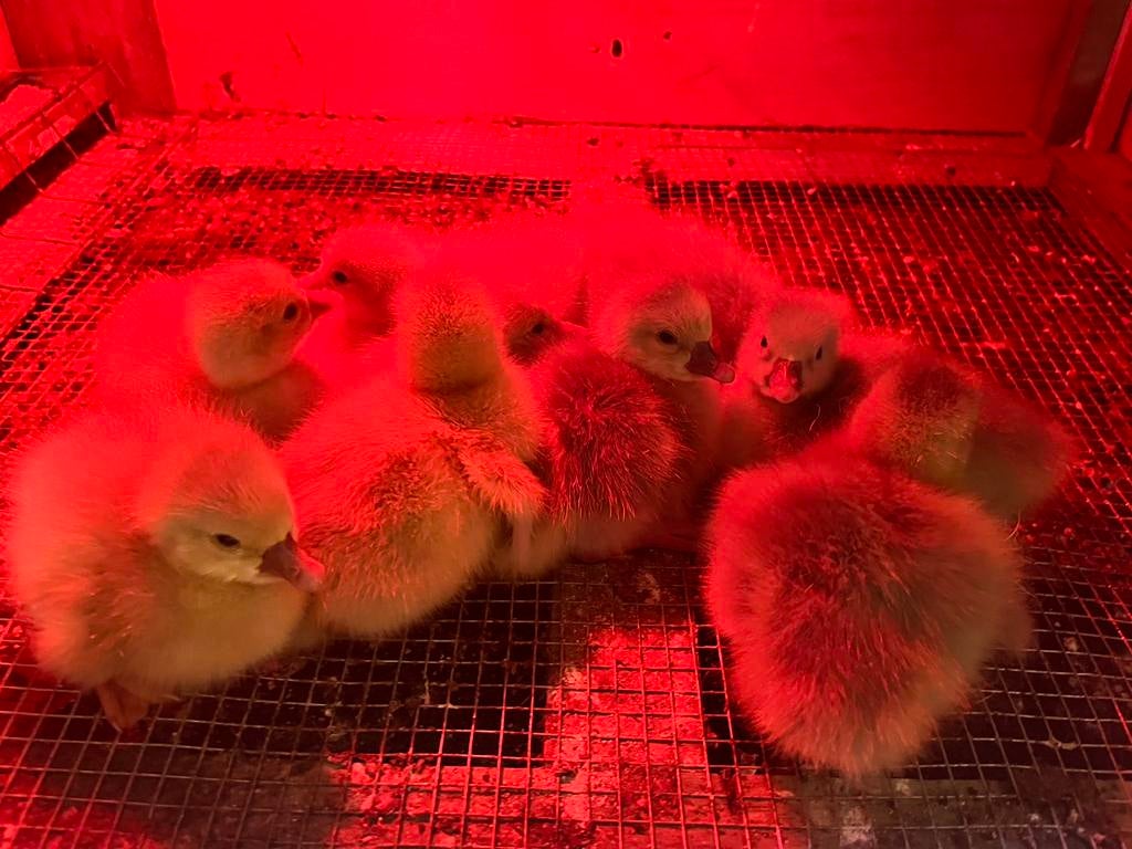 Ganzen kuikens, Dieren en Toebehoren, Meerdere dieren, Gans of Zwaan