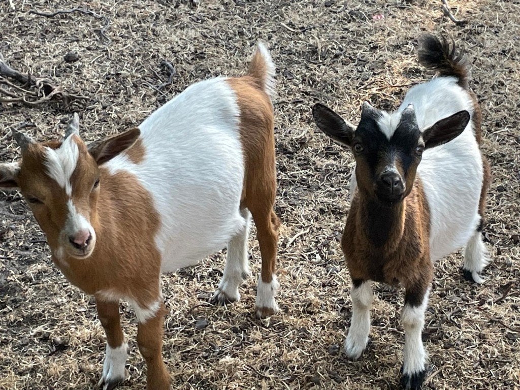 Bokjes, Dieren en Toebehoren, Overige Dieren, April, Mannelijk