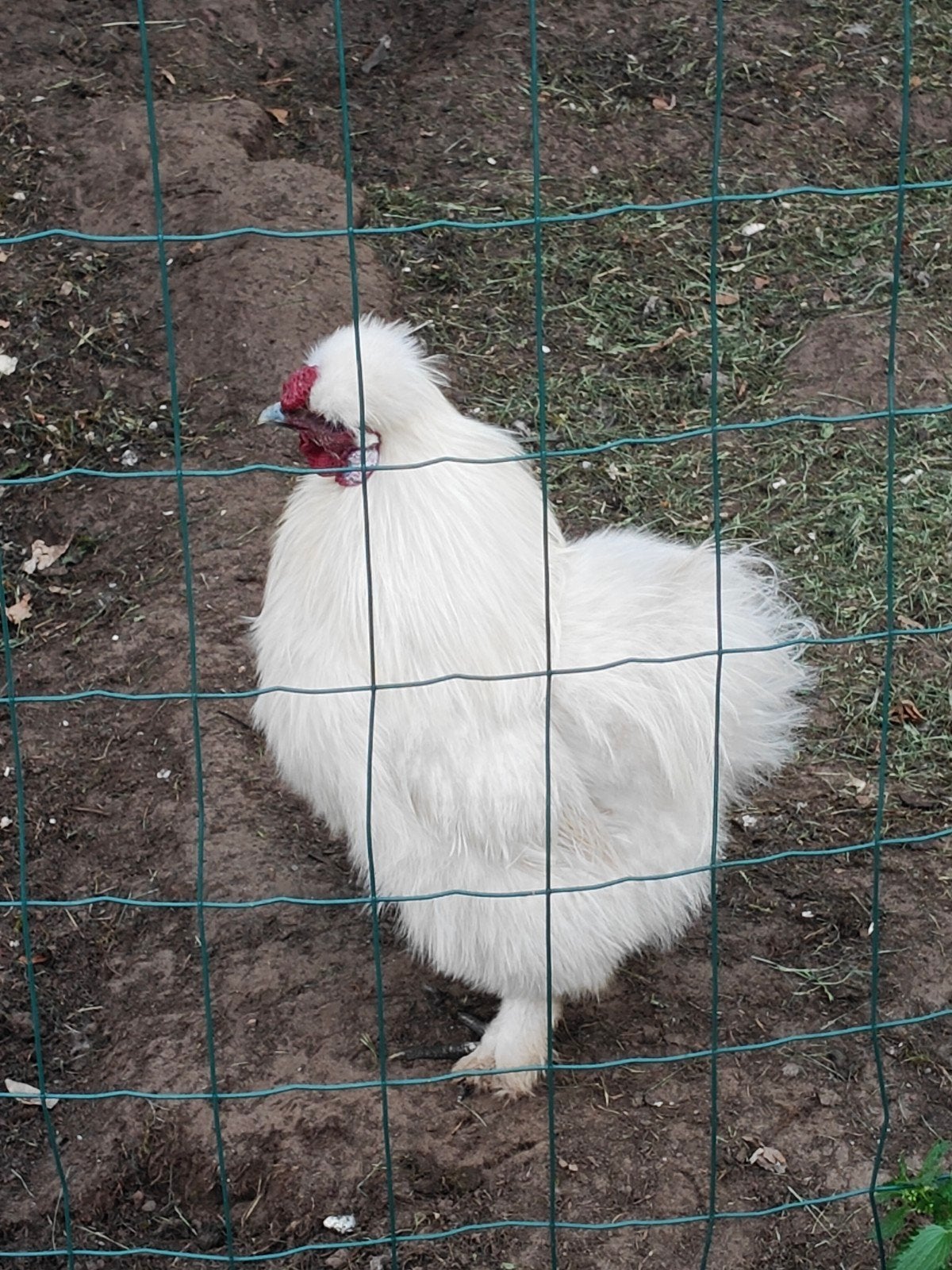 Zijdehoen haan GRATIS, Dieren en Toebehoren