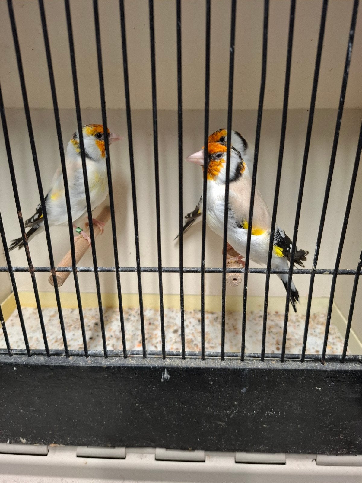 putters distelvinken, Dieren en Toebehoren, Mannelijk, Wildzangvogel, Geringd