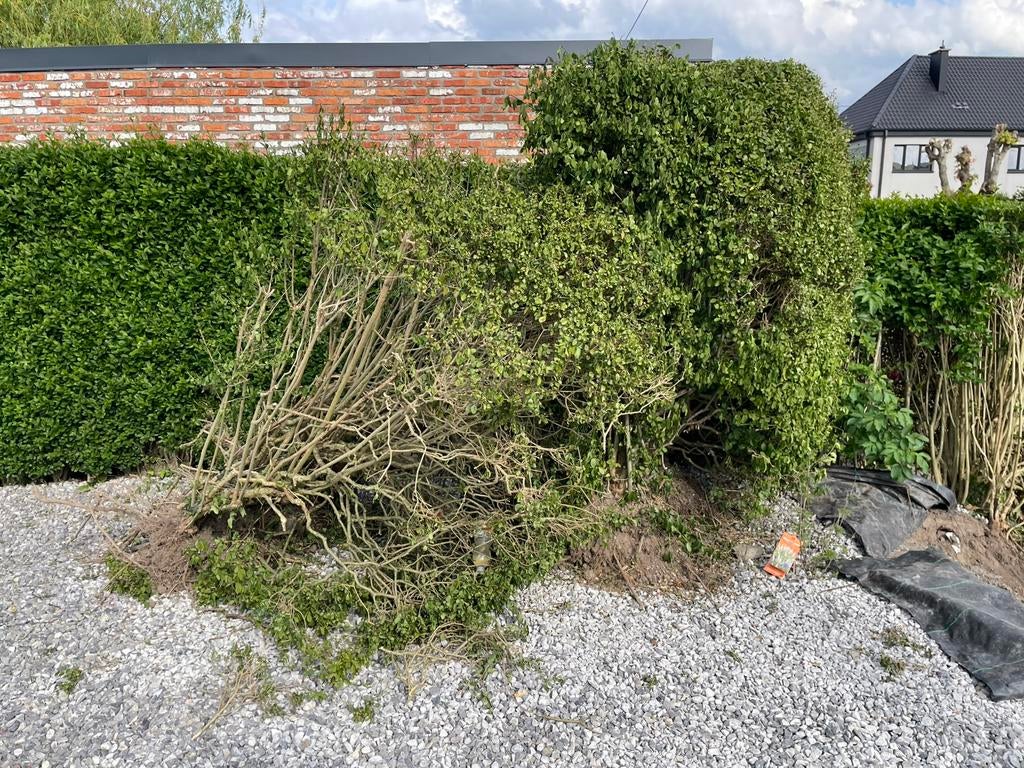 Ligustrum, Enlèvement