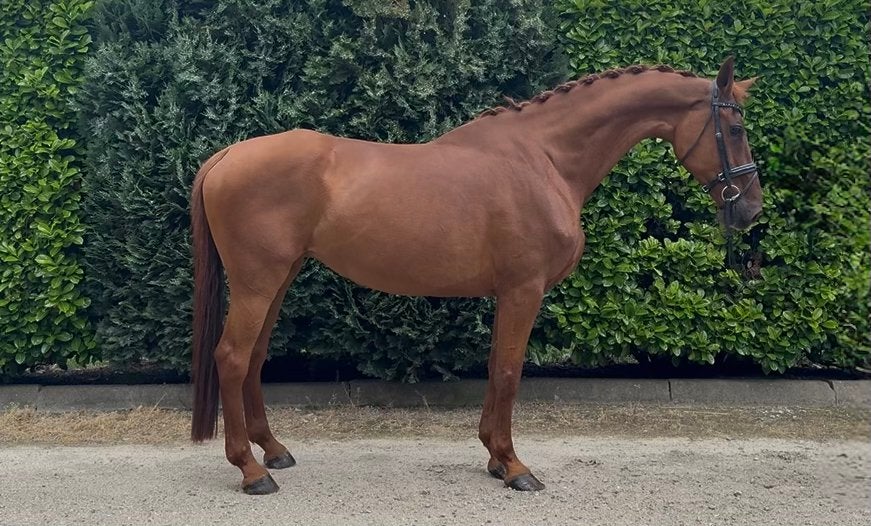Fijne betrouwbare merrie, Cheval de dressage, 11 ans ou plus, Avec pedigree, L
