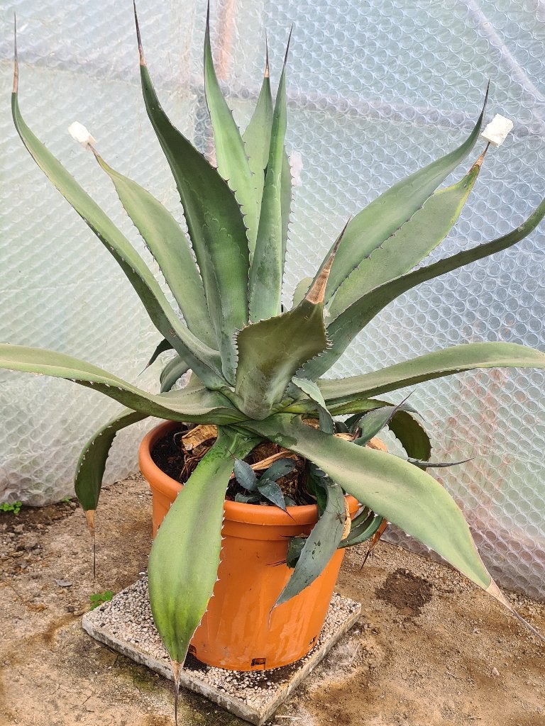 Agave Ferox, Tuin en Terras, Volle zon, Vaste plant, Zomer, Ophalen