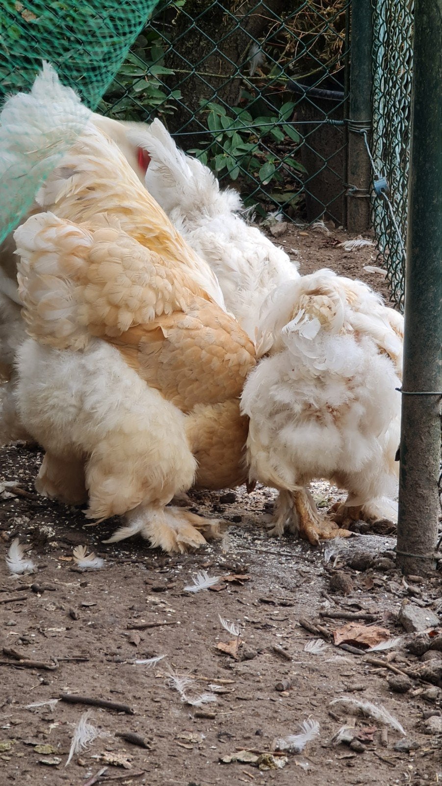 raszuivere Brahma lemon pyle hennen, Dieren en Toebehoren, Vrouwelijk, Kip
