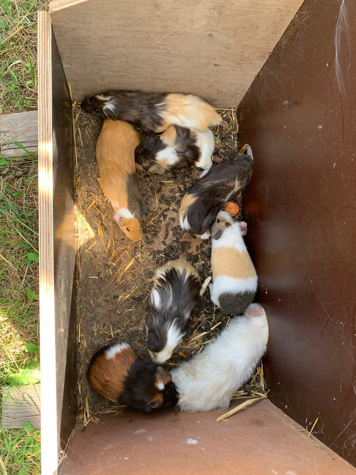 Cavia’s, Plusieurs animaux
