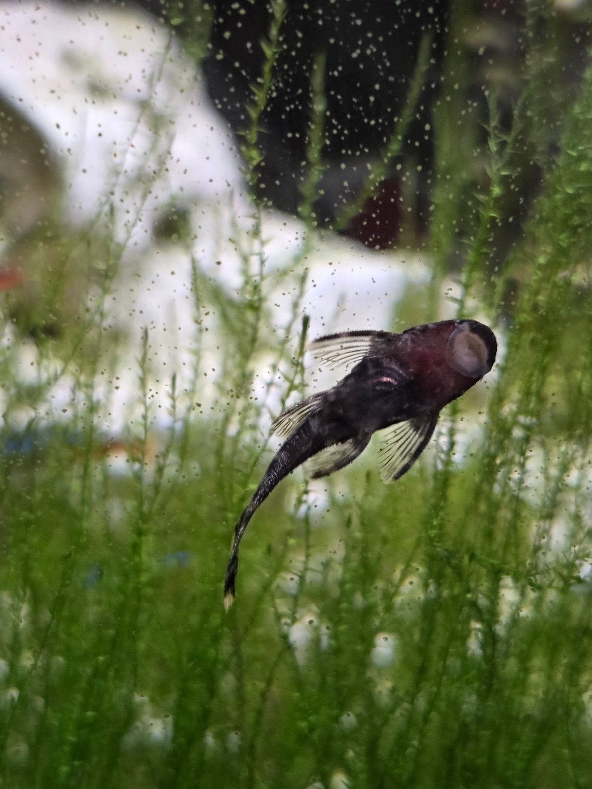 baby borstelmeervallen