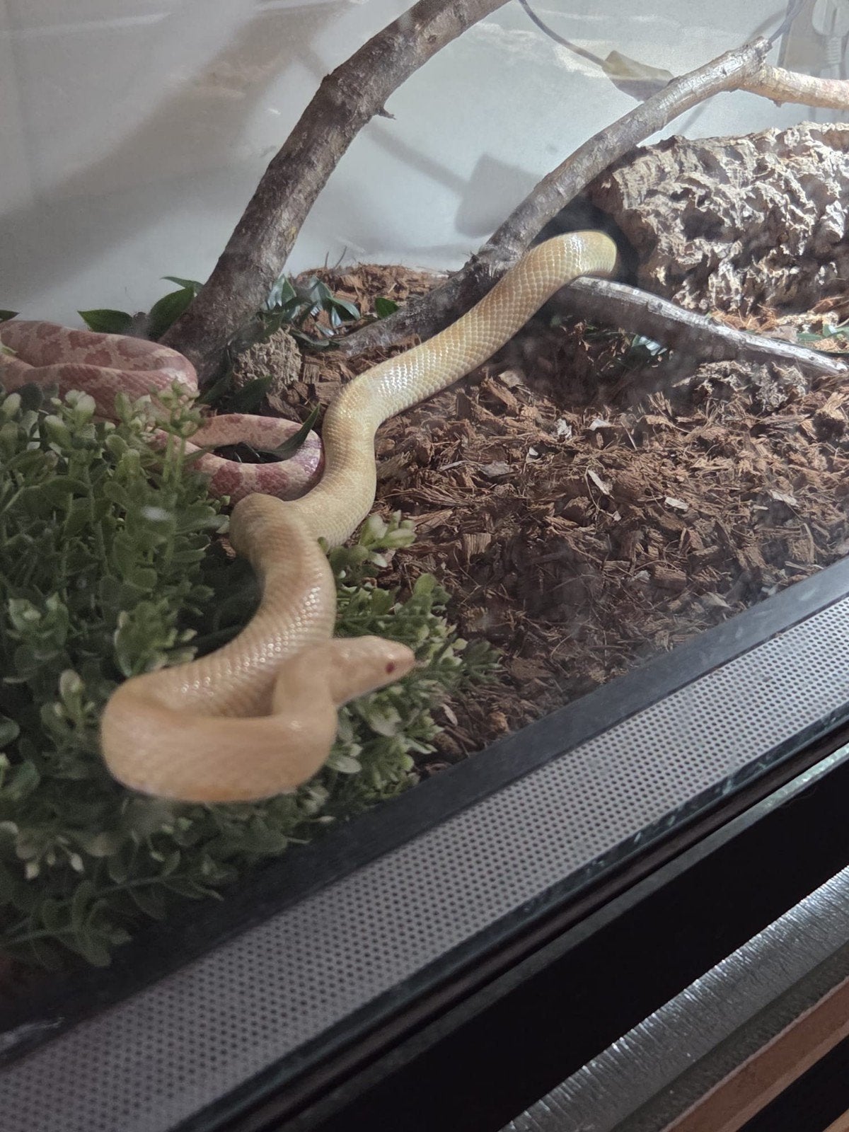 2 korenslangen met terrarium en toebehoren, Slang, Met terrarium, 3 tot 6 jaar