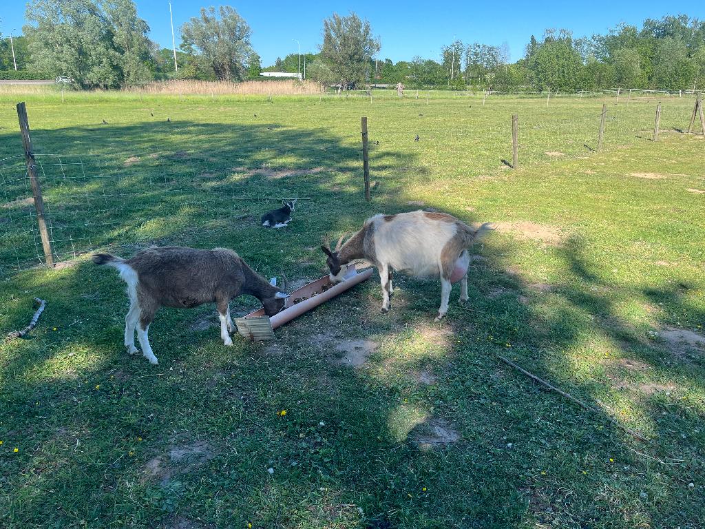 Bonte geit met tweeling en toggenburger met tweeling en bok, Avril, Plusieurs animaux