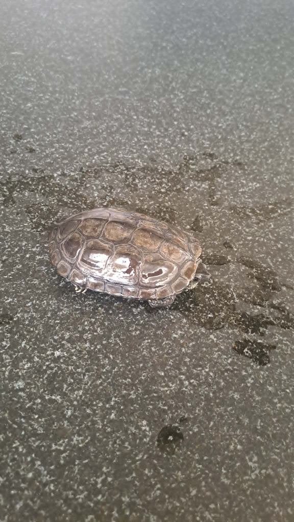 waterschildpadden, Dieren en Toebehoren, Schildpad, Tam, 3 tot 6 jaar