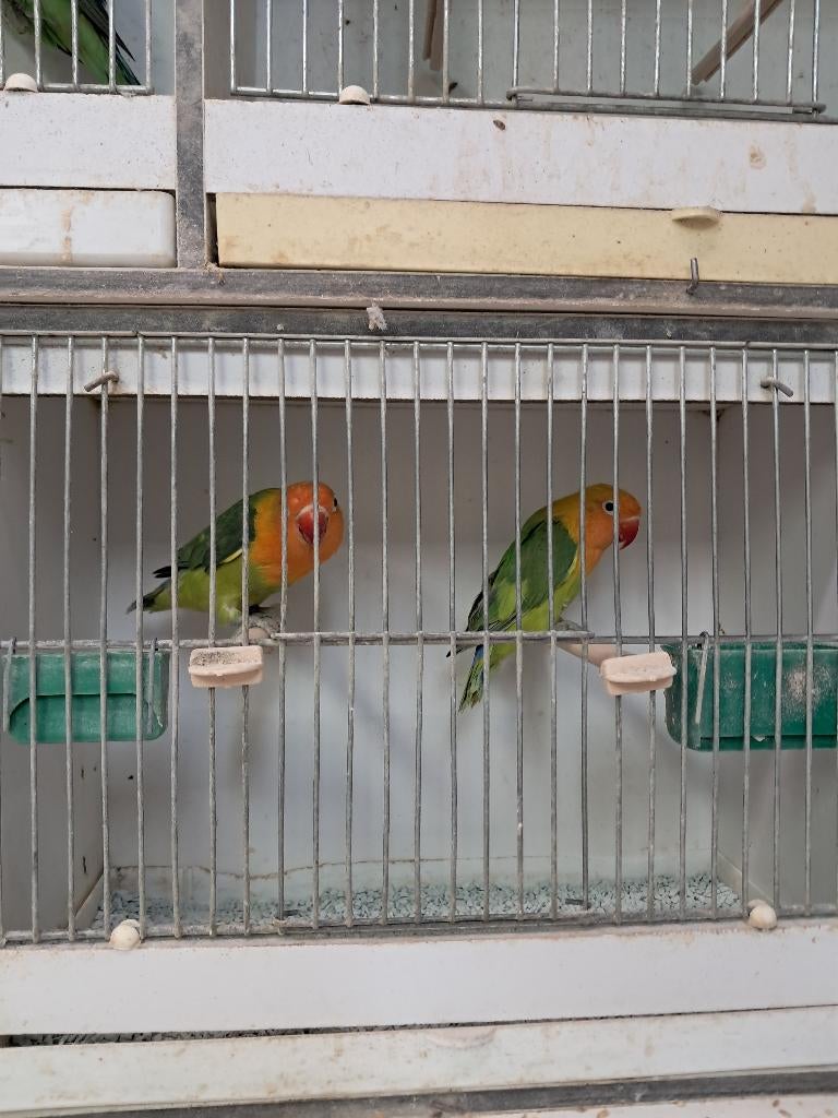 2 groen bonte fischeri, parkieten, agaporniden, Dieren en Toebehoren, Meerdere dieren, Dwergpapegaai of Agapornis, Geringd
