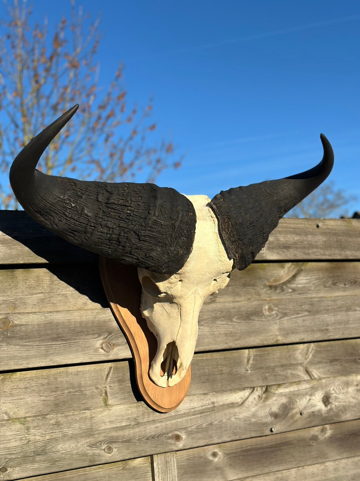 Schedel buffel, Ophalen