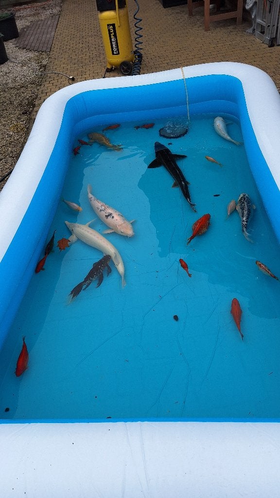 Vissen, Dieren en Toebehoren, Vis, Zoetwatervis