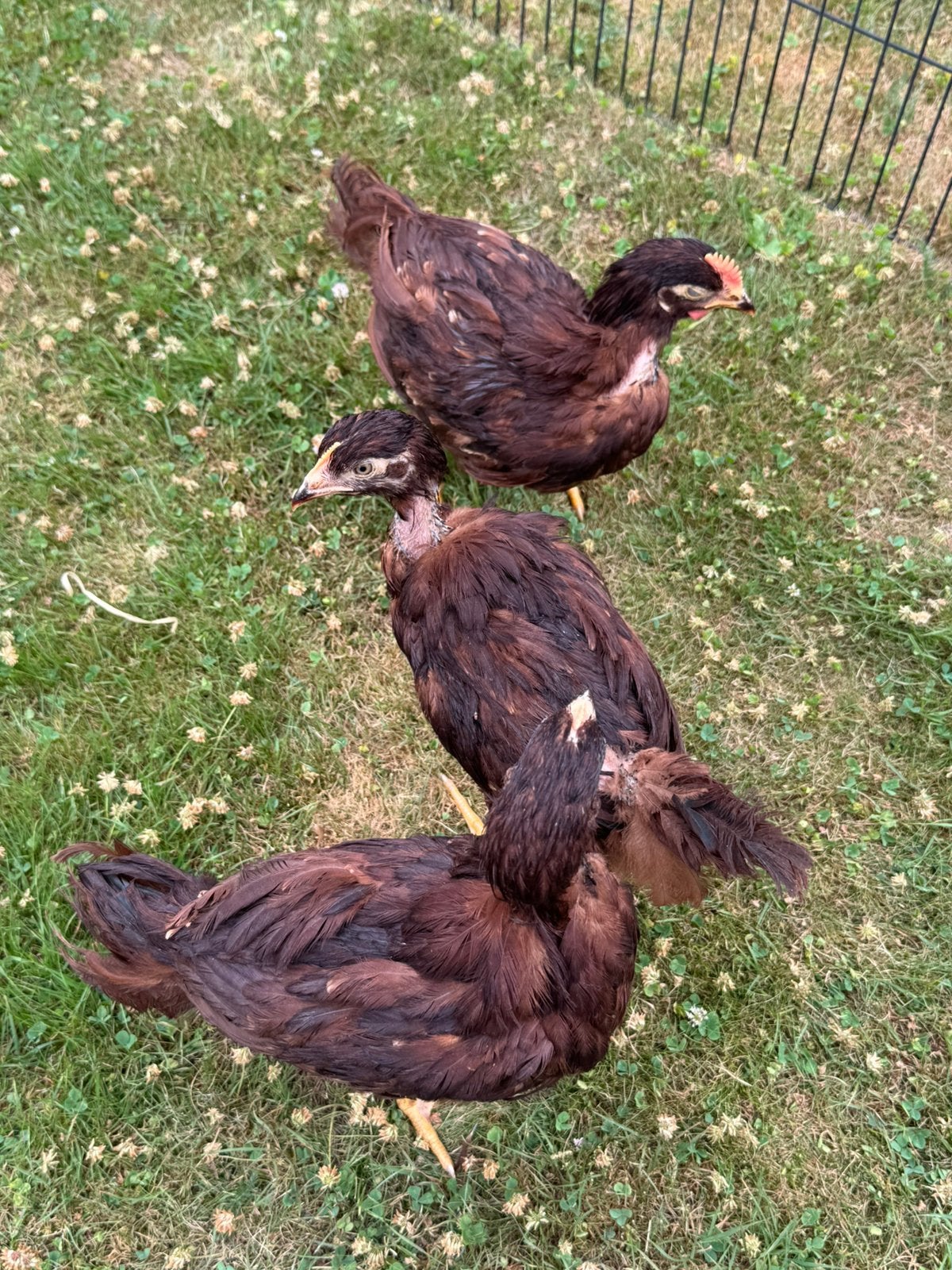 Trio jonge red island kippen, Dieren en Toebehoren, Pluimvee