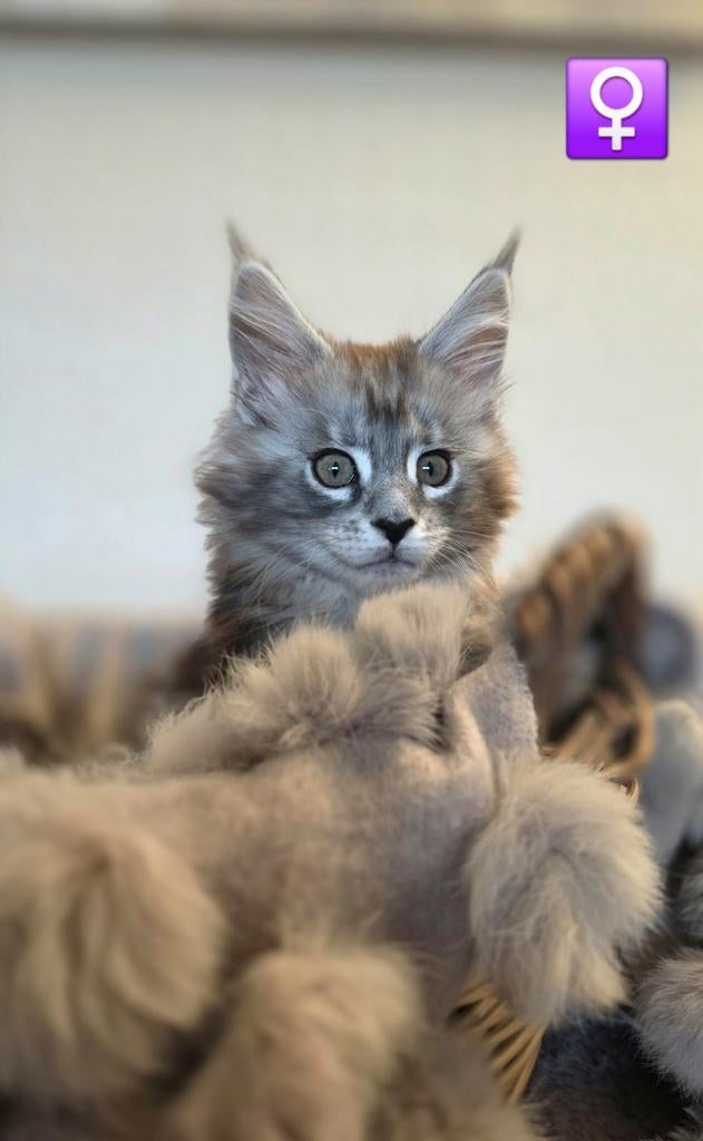 Maine Coon kittens, Meerdere dieren, Met stamboom, 0 tot 2 jaar
