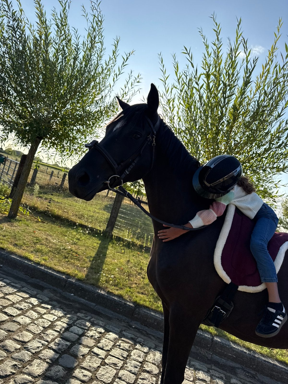 Hongre 4,5 a vendre, Animaux & Accessoires, Enlèvement ou Envoi, Comme neuf