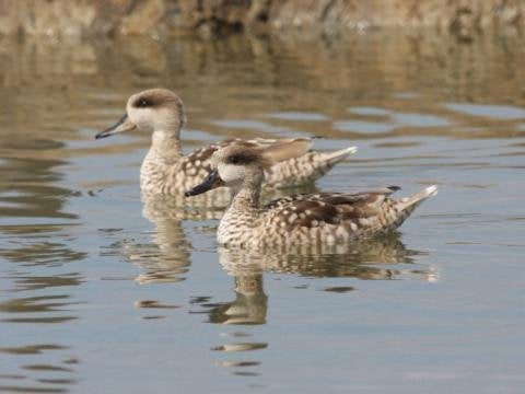 marmertalingen, Dieren en Toebehoren, Pluimvee, Meerdere dieren, Eend