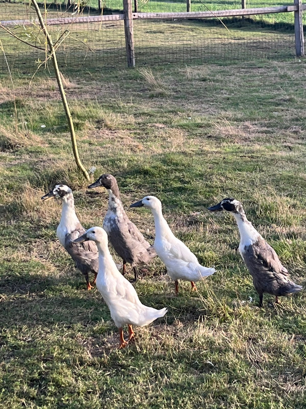 5 vrouwelijke loopeenden