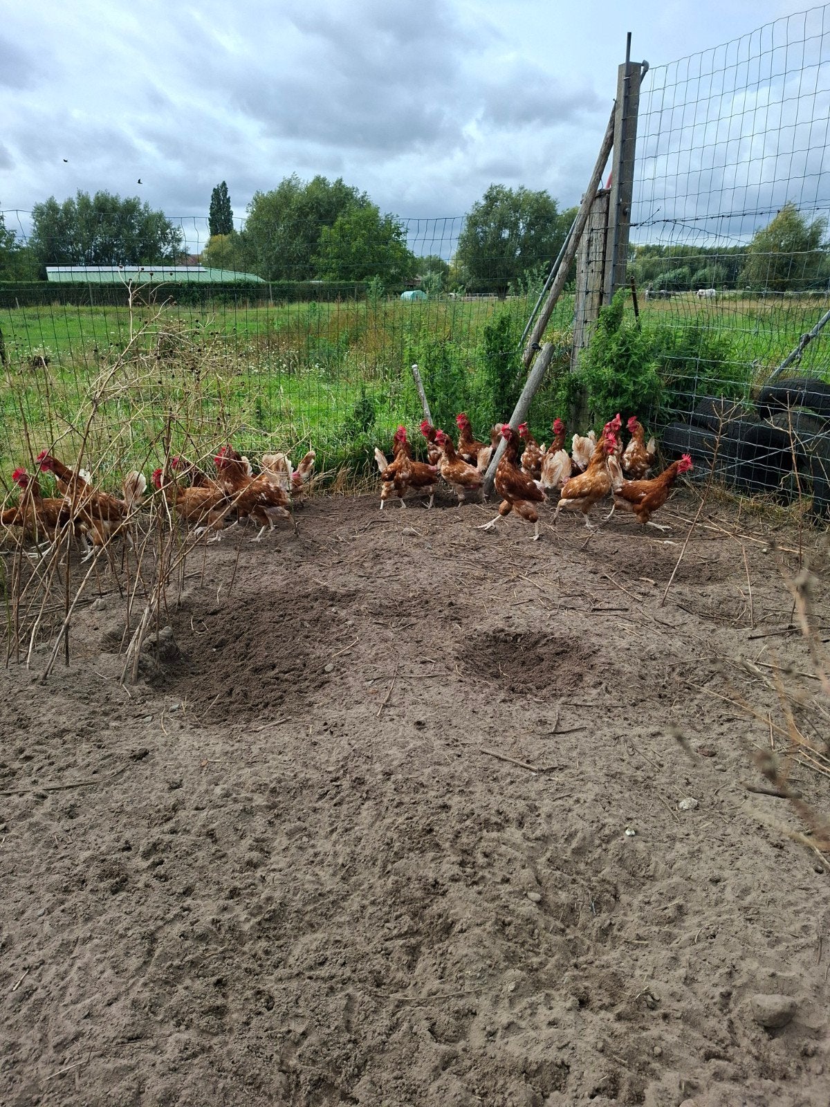 legkippen te koop, Femelle, Poule ou poulet