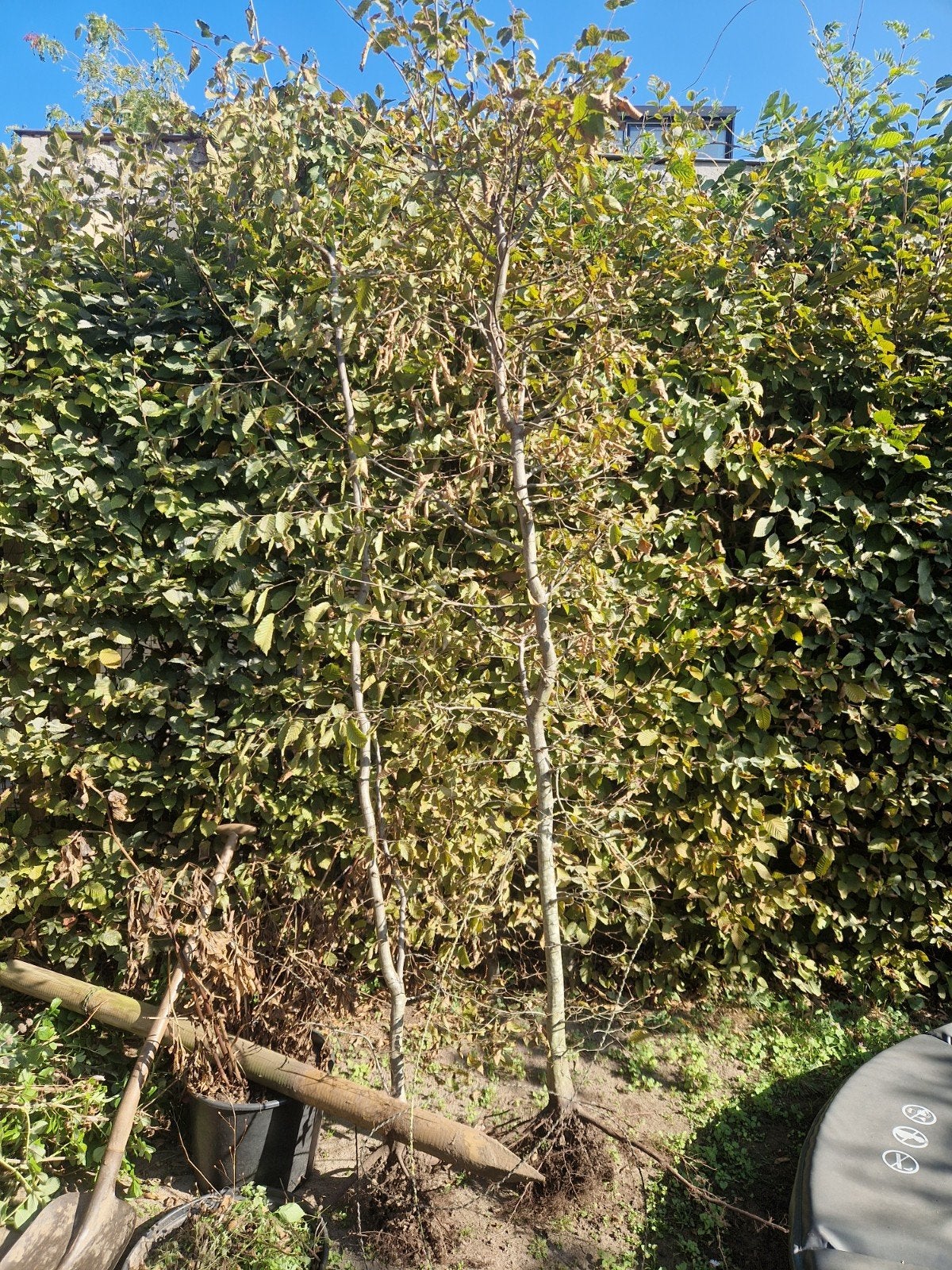 2 maal beukenhaag + rozenbottel, Tuin en Terras, Ophalen
