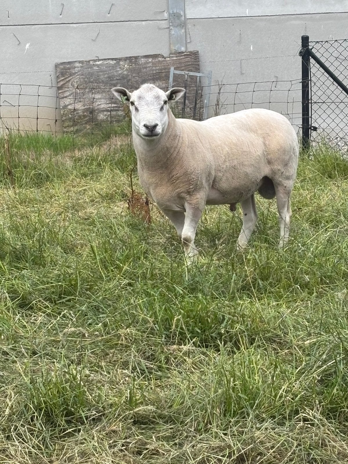 Swifter stamboek ram, Dieren en Toebehoren, Mannelijk, Schaap, 3 tot 5 jaar