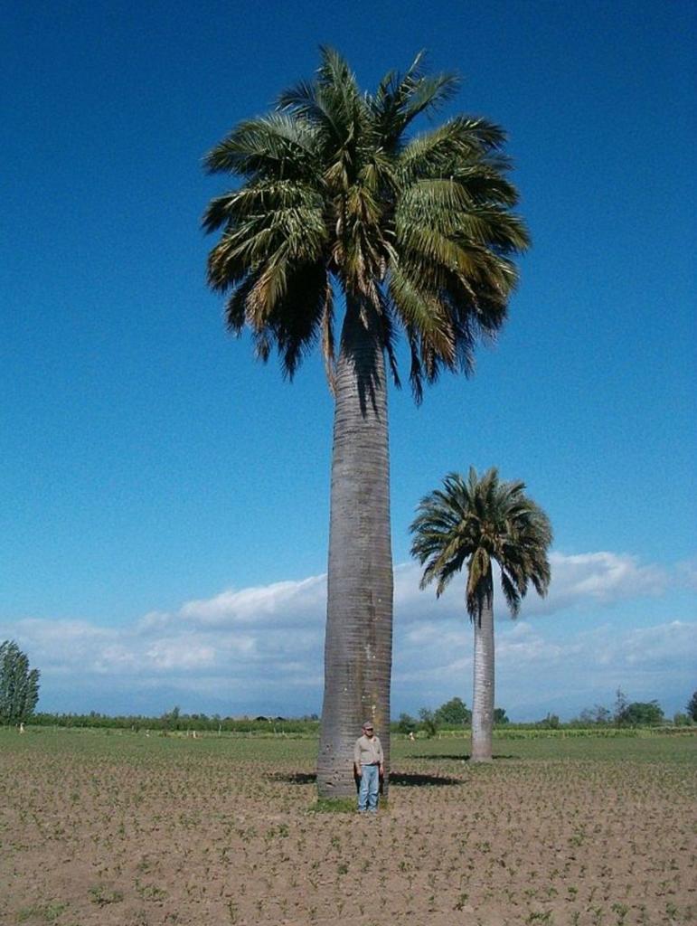 Prachtige jonge Palmbomen Jubaea Chilensis Te Koop Stekene, Enlèvement, Hiver
