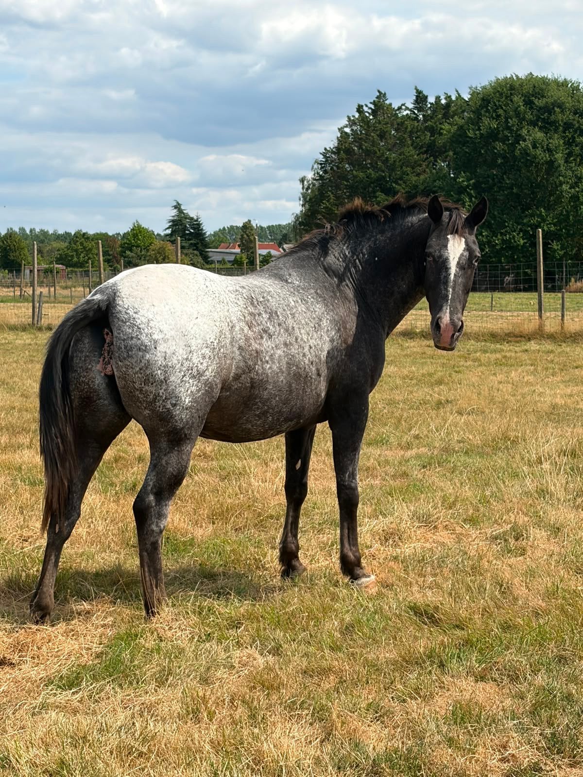 Jument Apaloosa, Jument