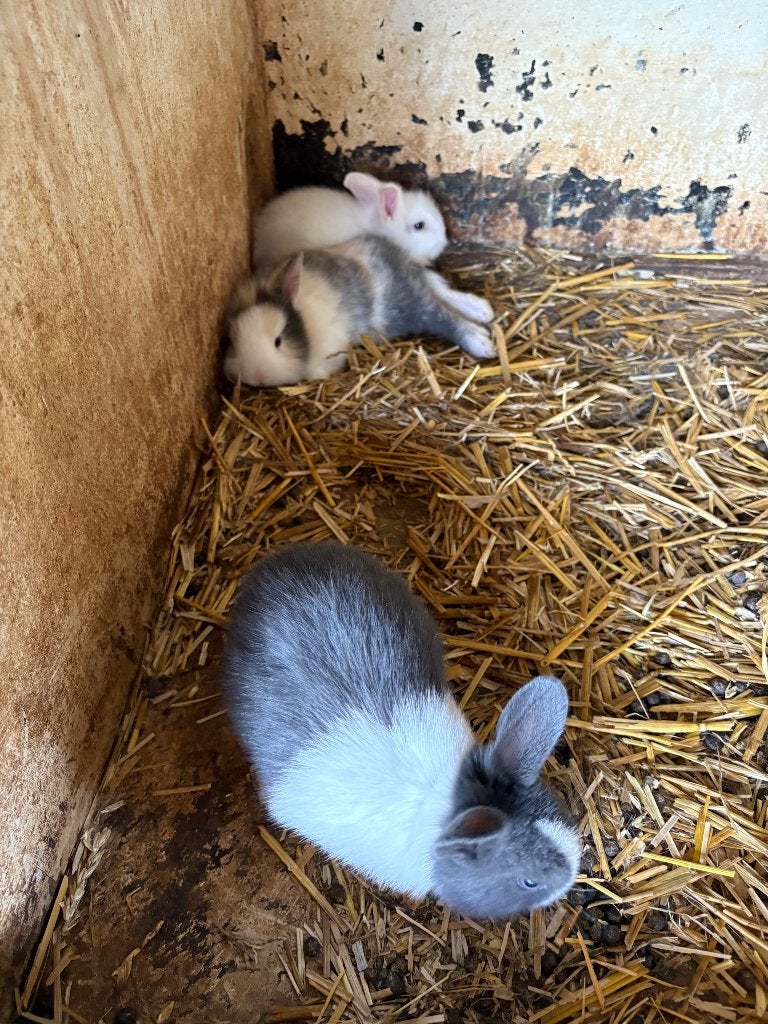 Dwergkonijnen, Dieren en Toebehoren, Konijnen