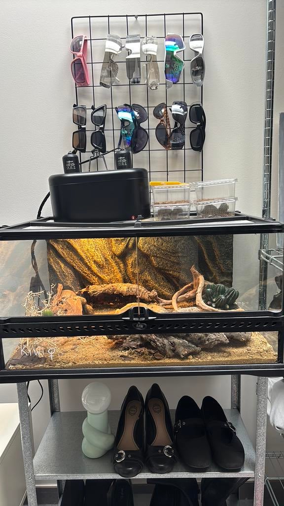 Terrarium plus beestje, Dieren en Toebehoren, Ophalen, Zo goed als nieuw