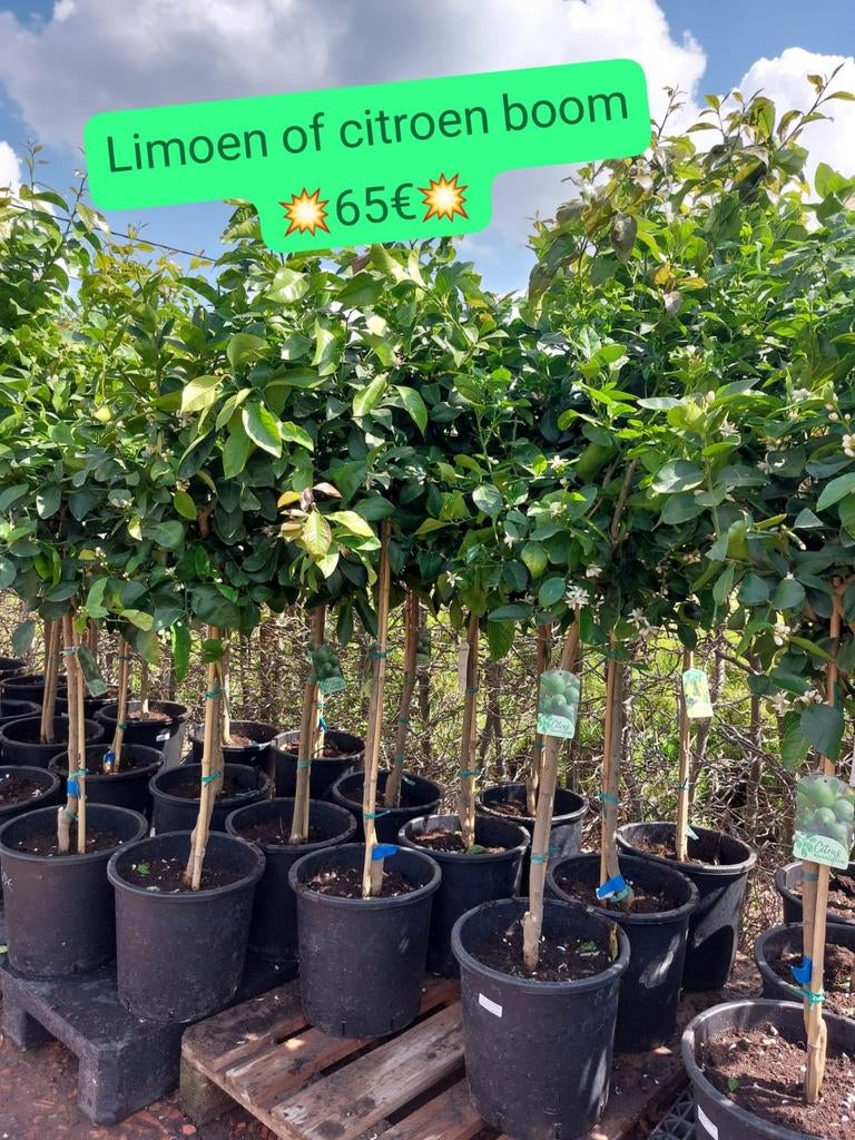 Citrussen citroen of limoen, Jardin & Terrasse, Plantes | Arbres, Enlèvement