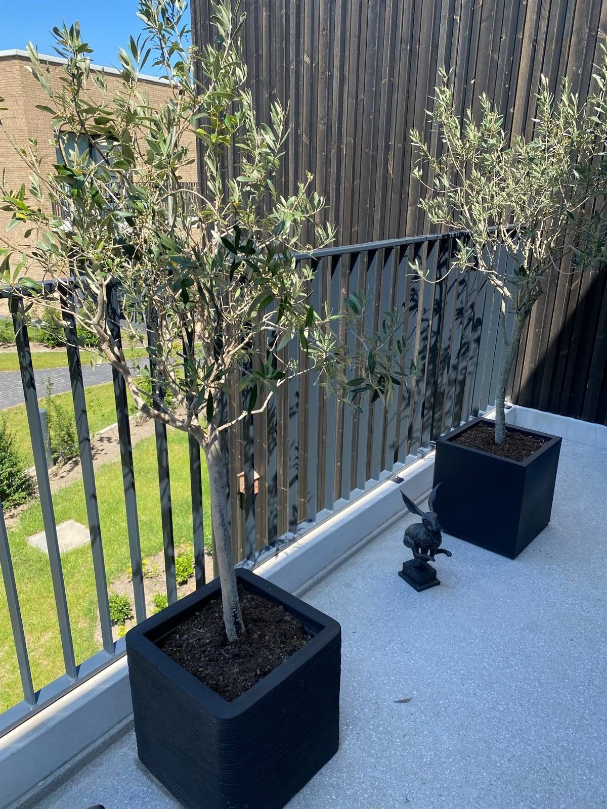 Oliviers, Jardin & Terrasse, Enlèvement