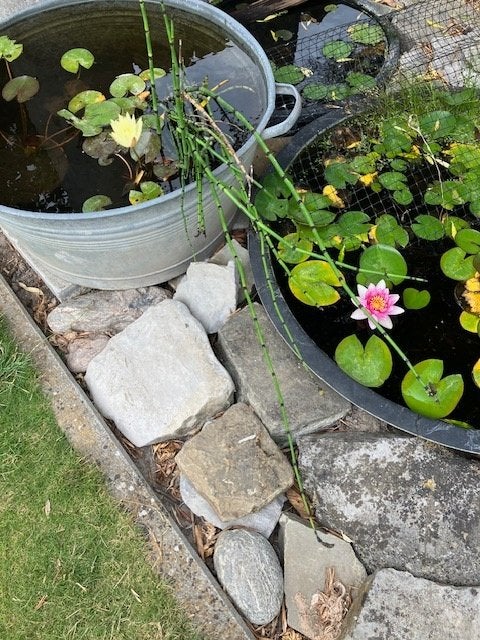 waterlelies, Tuin en Terras, Ophalen