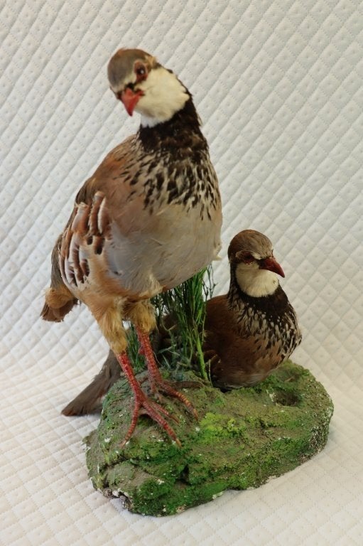 Taxidermie - koppel rode patrijzen, Enlèvement ou Envoi, Utilisé, Animal empaillé