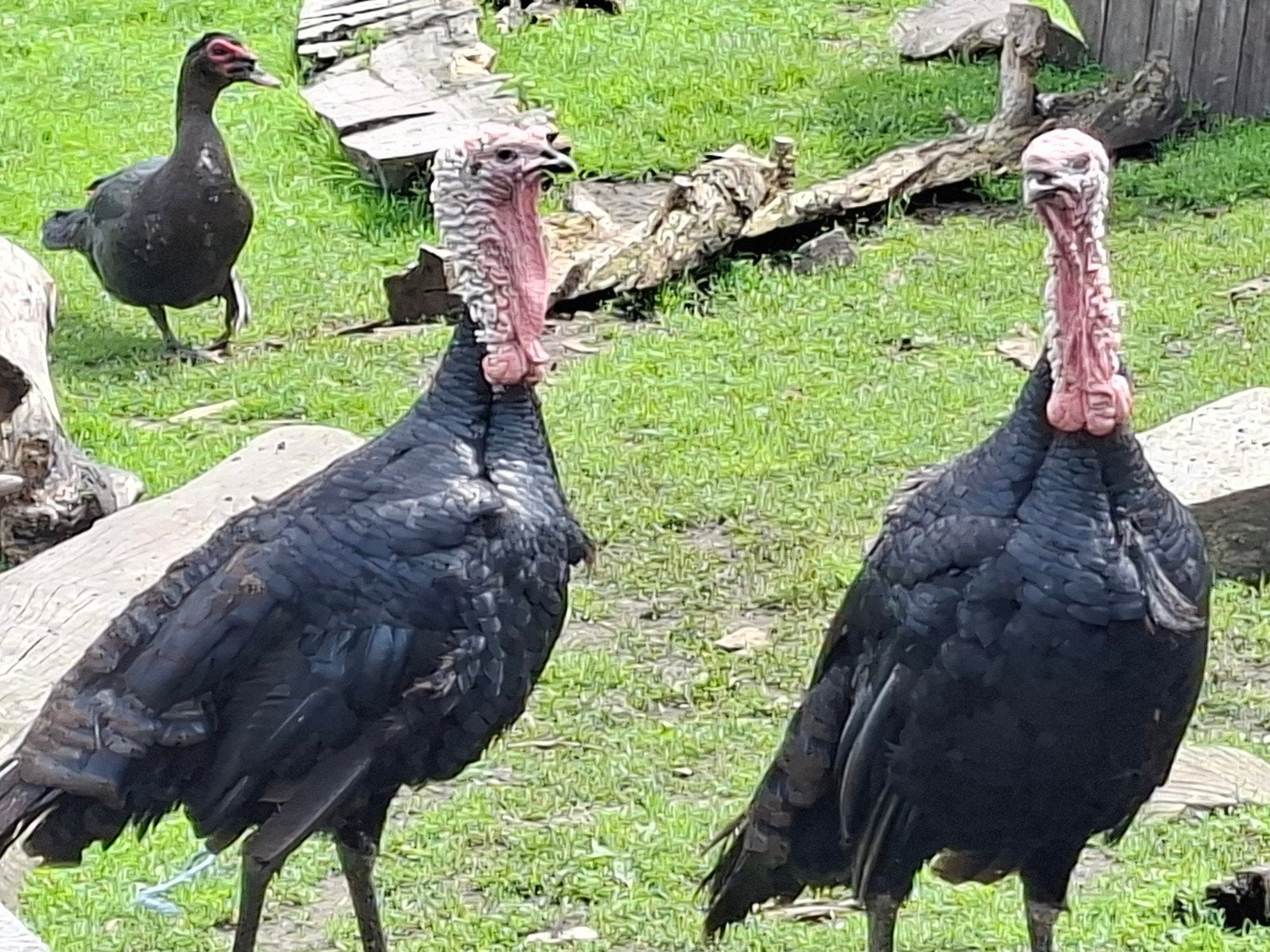 Gers kalkoen hanen, Dieren en Toebehoren, Pluimvee