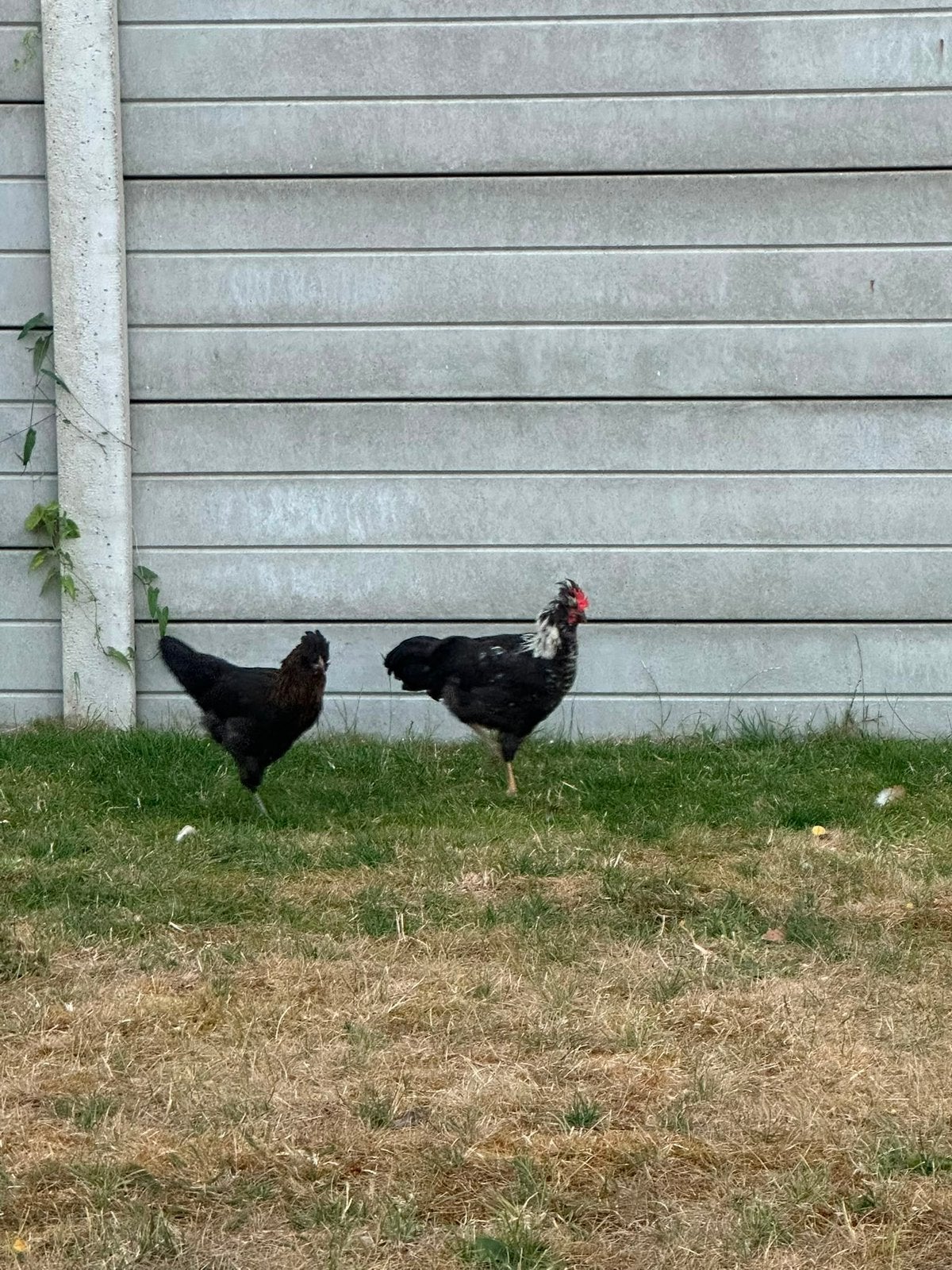 Koppel zoekt een warme thuis, Dieren en Toebehoren, Pluimvee