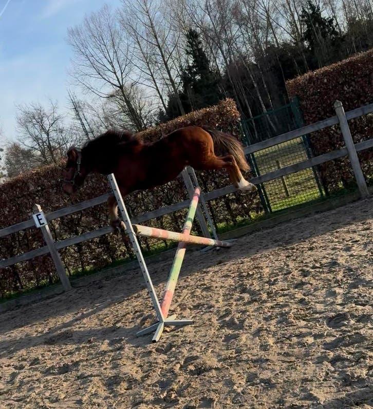 Jaarling hengst, Dieren en Toebehoren, Hengst, Minder dan 160 cm, Springpaard, 0 tot 2 jaar