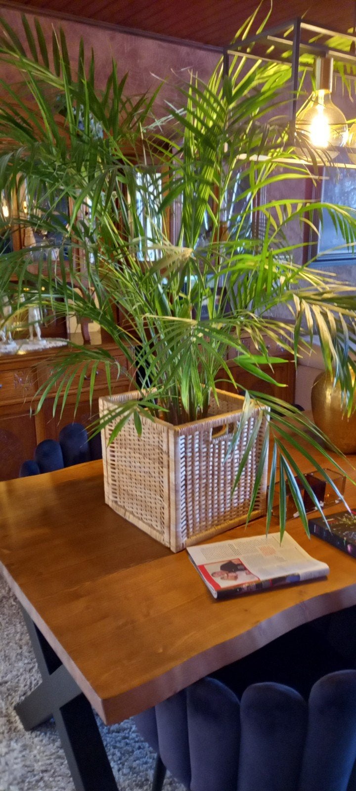 grote, gezonde plant, Ophalen