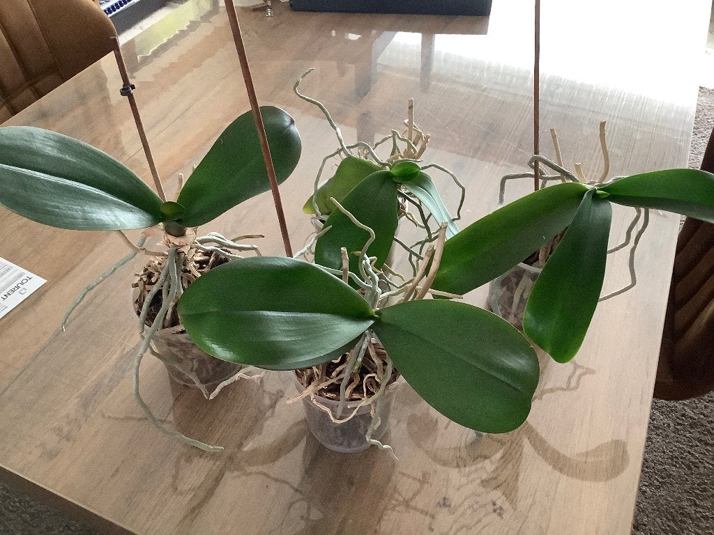 4 orchideën, Huis en Inrichting, Kamerplanten, Ophalen