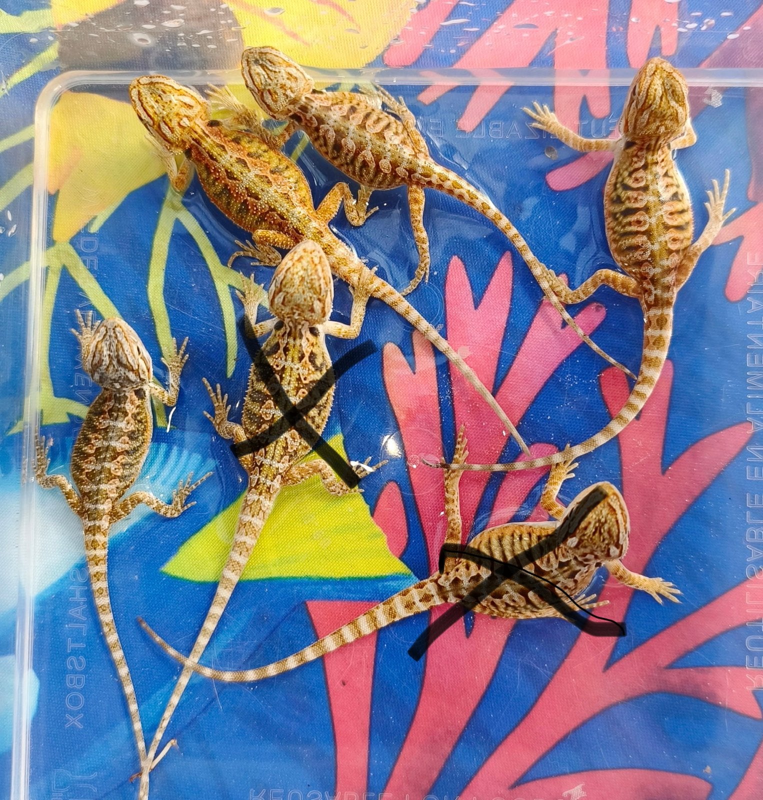Pogona, Animaux & Accessoires, Enlèvement