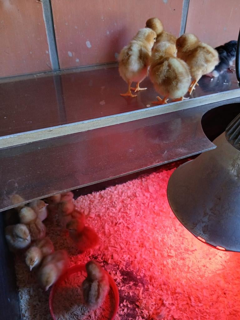 Kuikens van legkippen en watermaalse baardkriel, Dieren en Toebehoren, Meerdere dieren, Kip