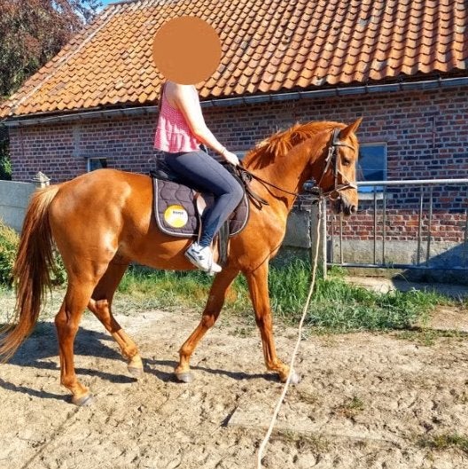 Prachtige 3 jarige zangersheide ruin chaqwood ps, Animaux & Accessoires, Chevaux, Hongre, M, Avec pedigree, 160 à 165 cm