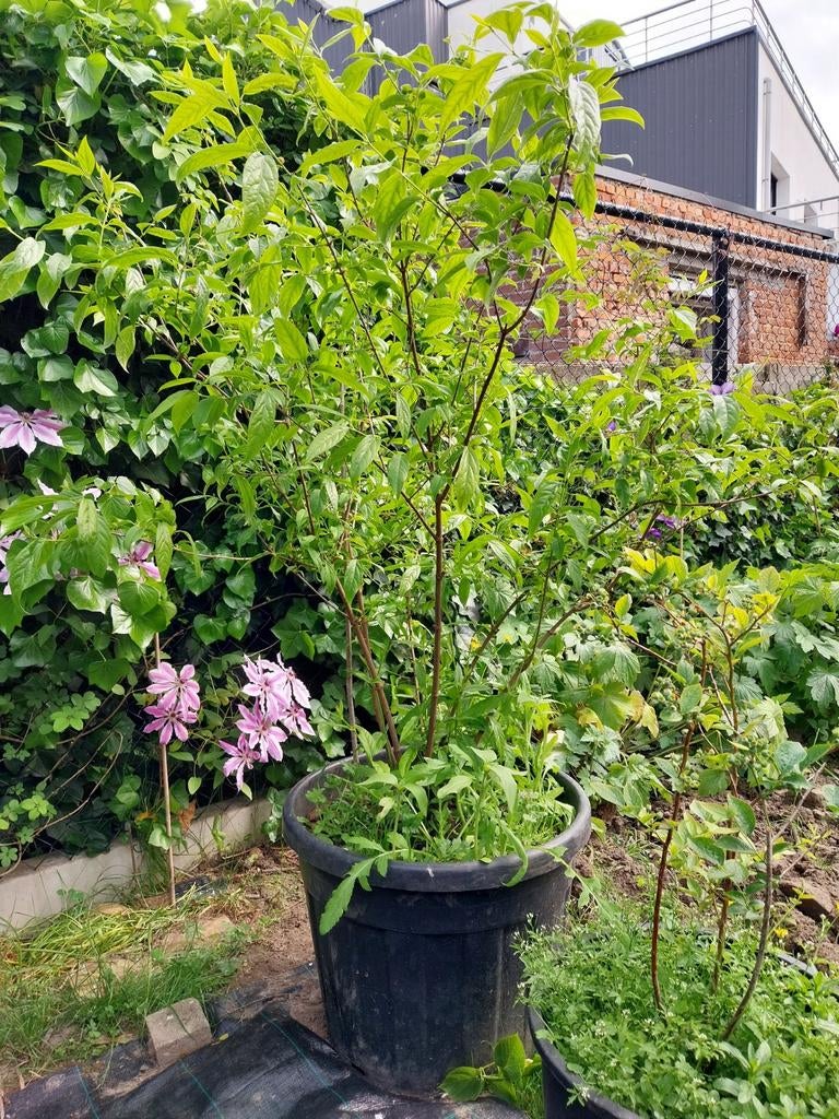 Meloenboompje, Tuin en Terras, Ophalen