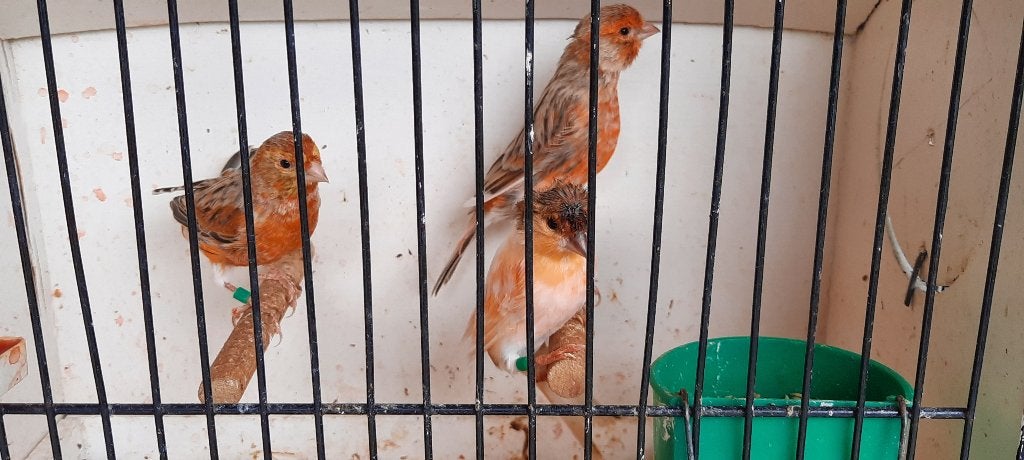 harlekijn kanaries, Meerdere dieren, Kleurkanarie