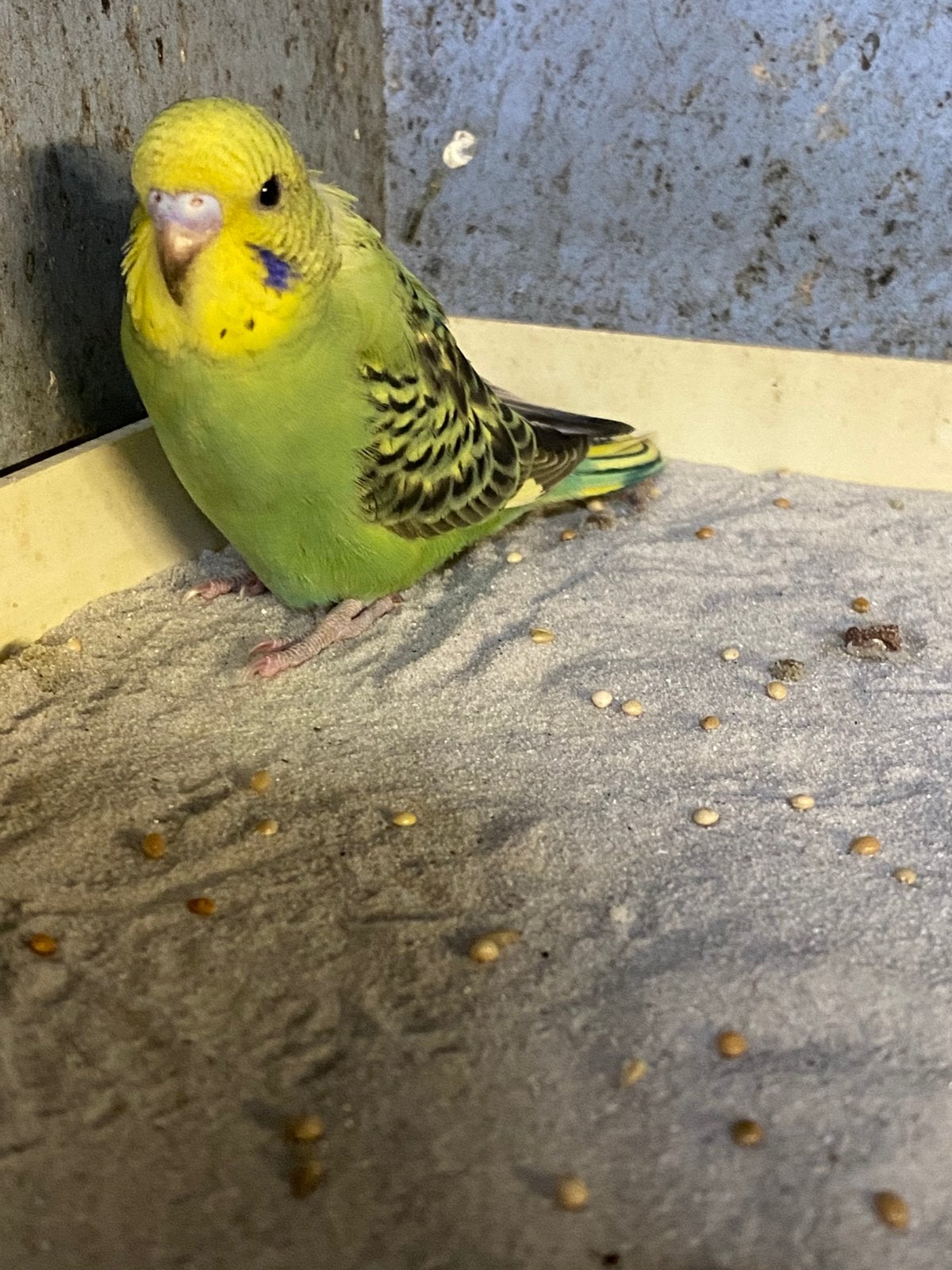 Split blackface/blackwing/blauw grasparkiet, Dieren en Toebehoren, Geslacht onbekend, Parkiet