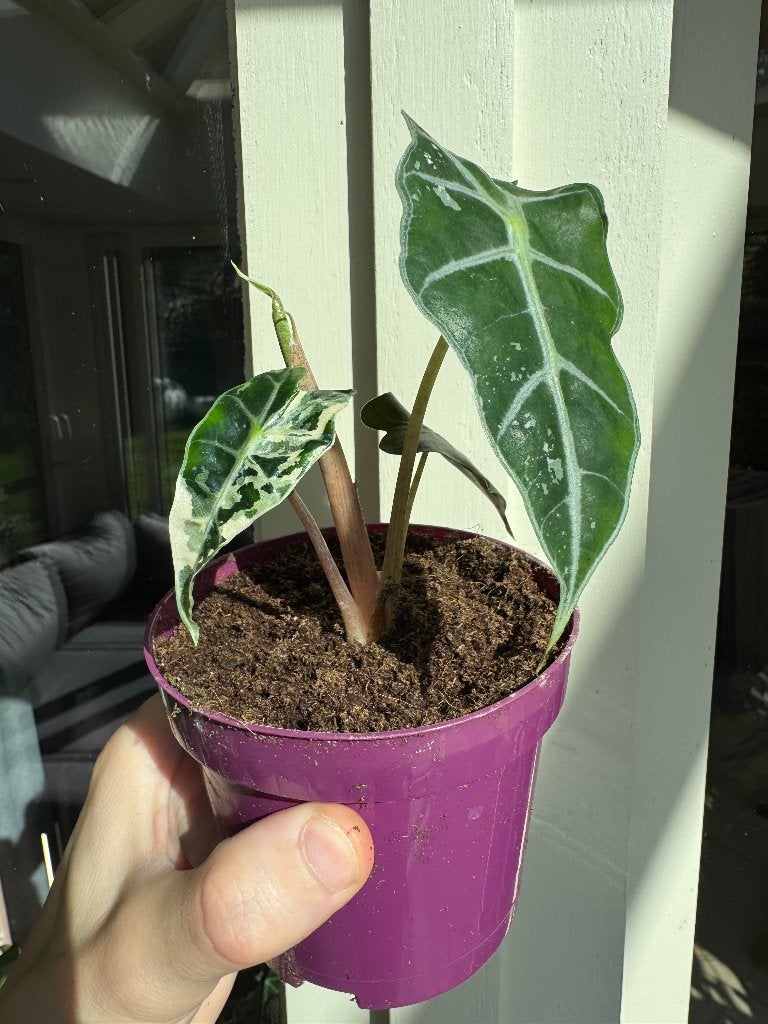 Alocasia amazonica pink, Autres espèces, En pot, Plante à fleurs, Enlèvement