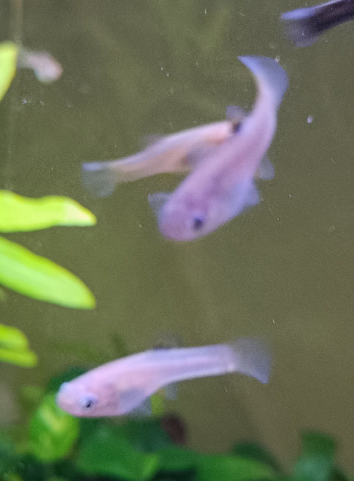 Jonge grijze Molly’s te koop – eigen kweek, Dieren en Toebehoren, Vis, Zoetwatervis