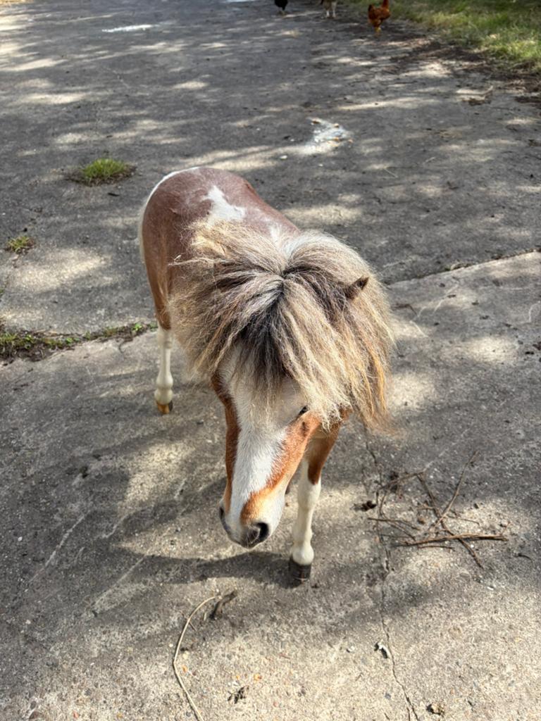 Miniepaardje, Dieren en Toebehoren, Pony's, Hengst, A pony (tot 1.17m), 3 tot 6 jaar, Met stamboom
