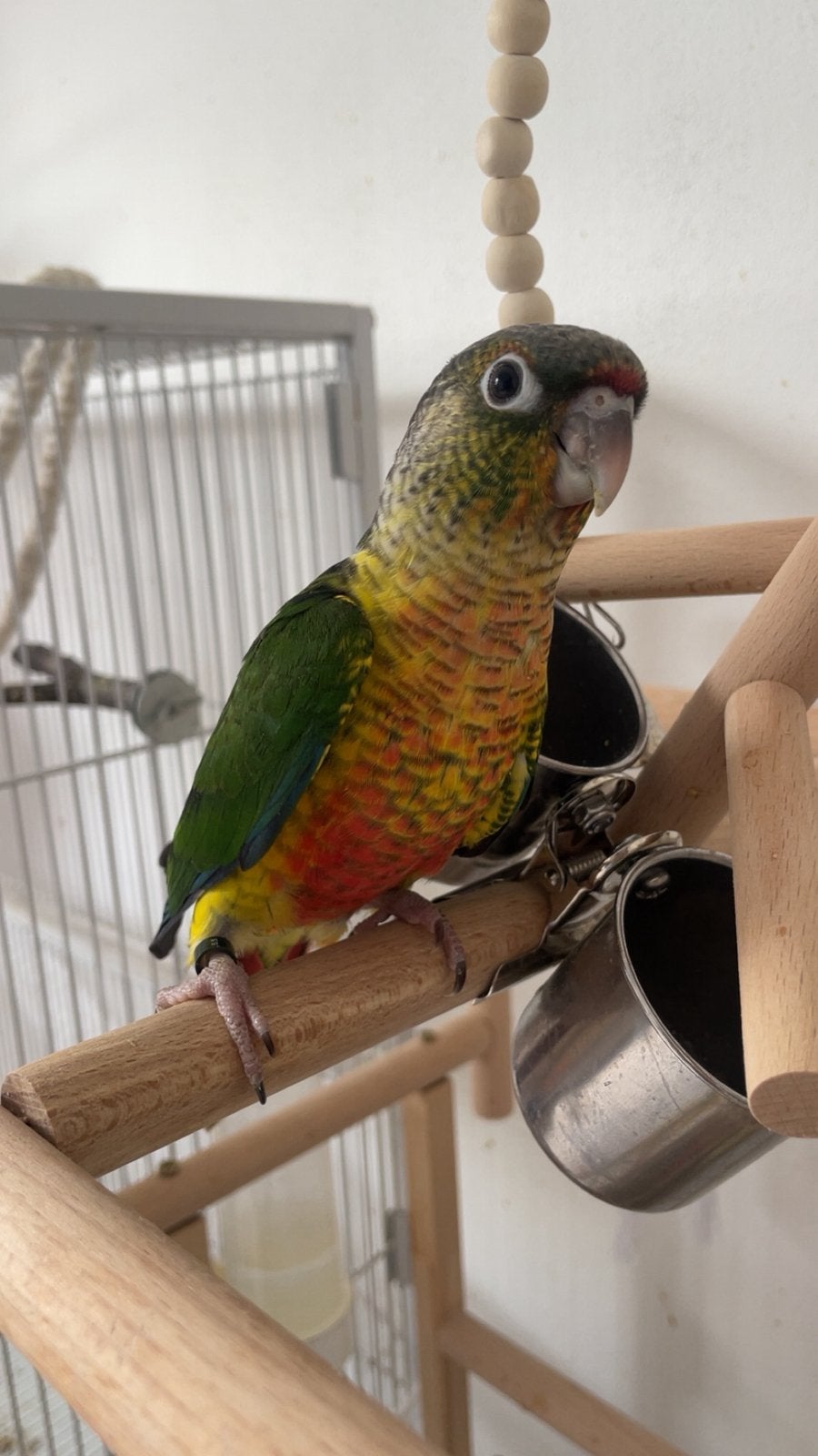 Conure elevé a la main, sociable 60€