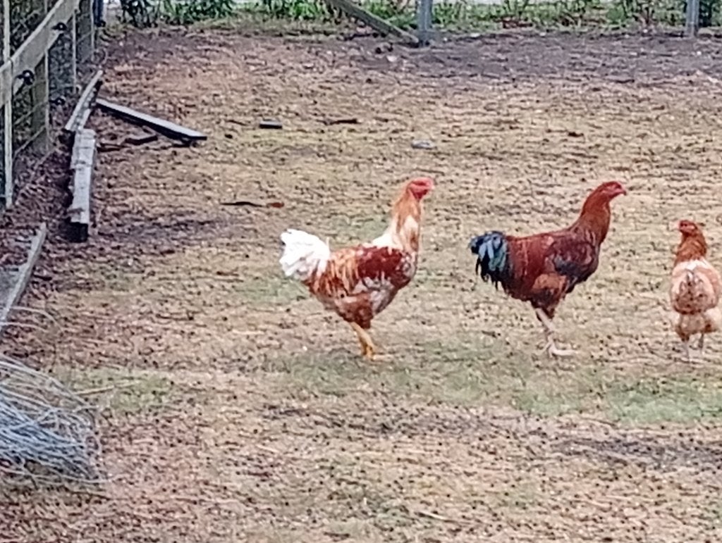 Hanen te koop, Dieren en Toebehoren, Mannelijk, Kip